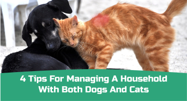 Dogs and Cats together tips