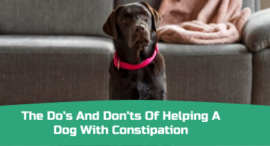 The Do's and Don'ts of Helping a Dog with Constipation