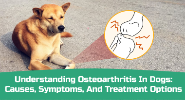 Understanding the Causes of Osteoarthritis in Dogs