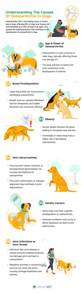 Understanding the Causes of Osteoarthritis in Dogs